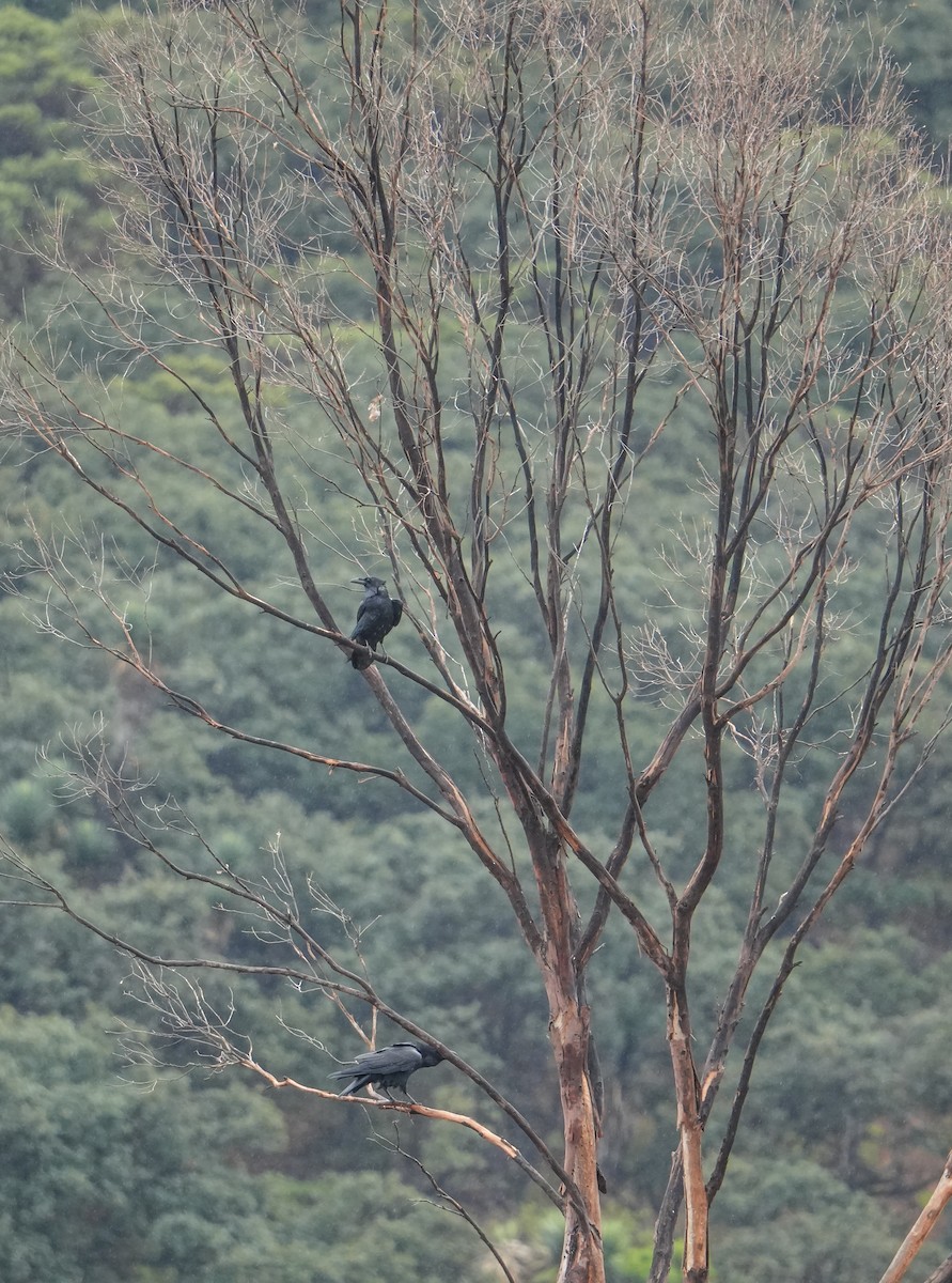 Erroi handia - ML646562035