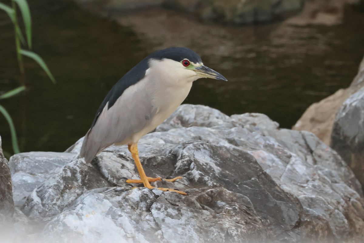 夜鷺 - ML646562040