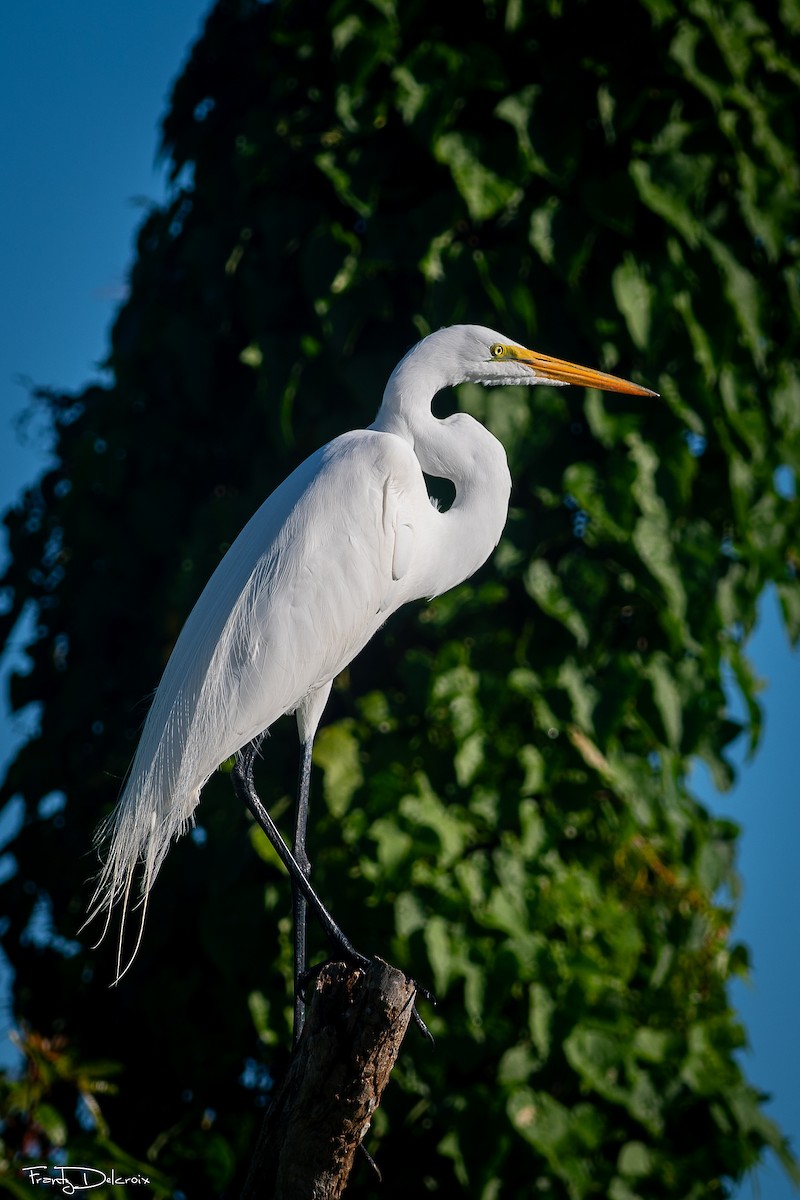 Koartza zuria - ML646562041