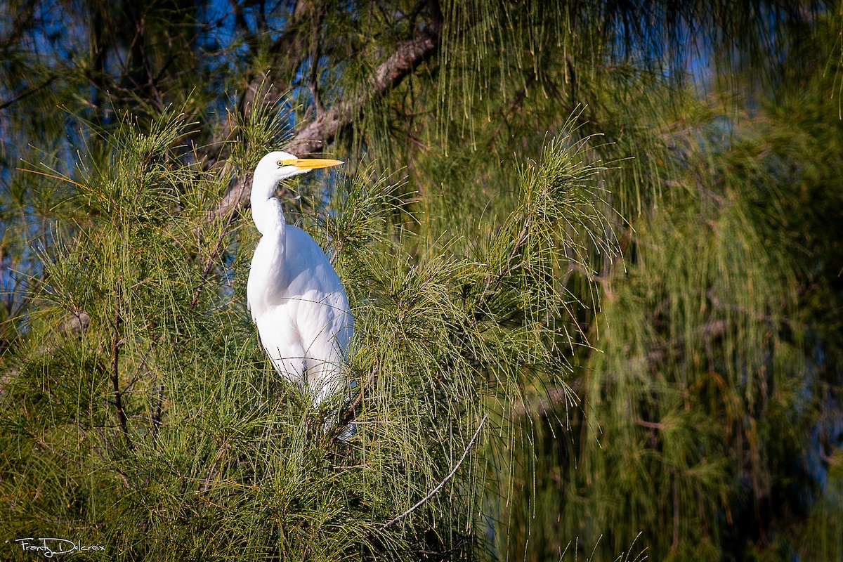 Koartza zuria - ML646562042