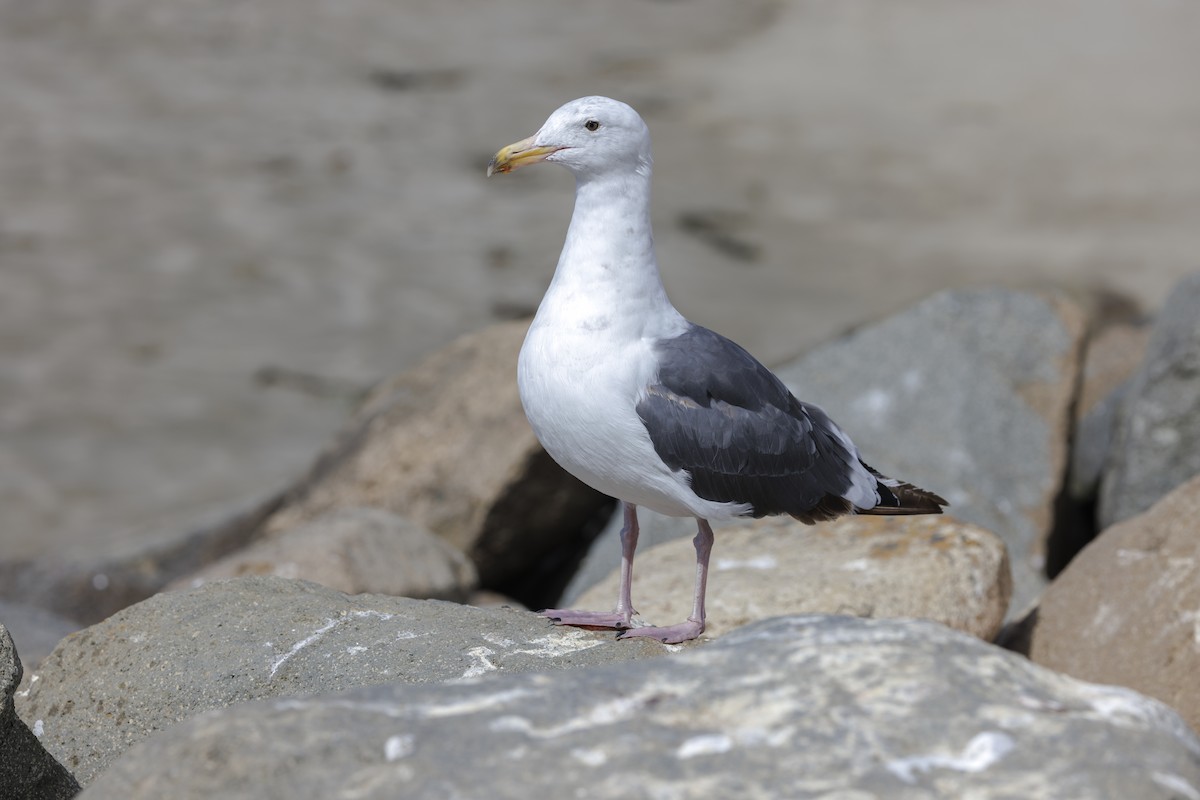 racek západní - ML646562043