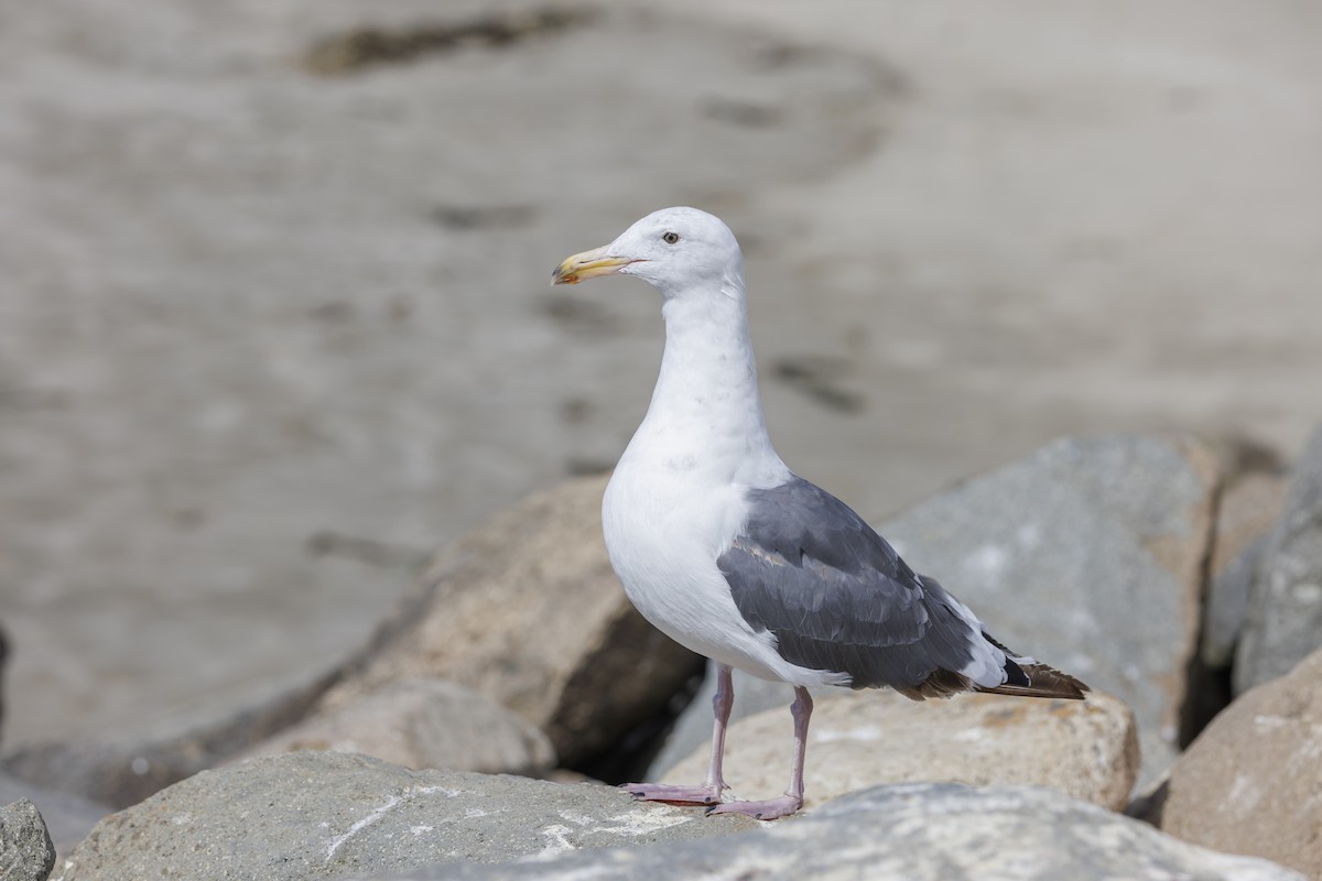 racek západní - ML646562045