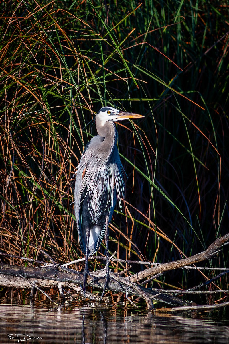 Koartza hauskara amerikarra - ML646562046