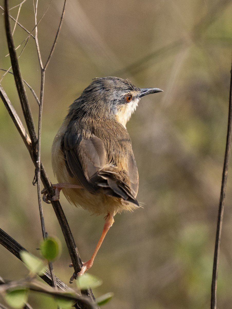 Ashy Prinia - ML646562047