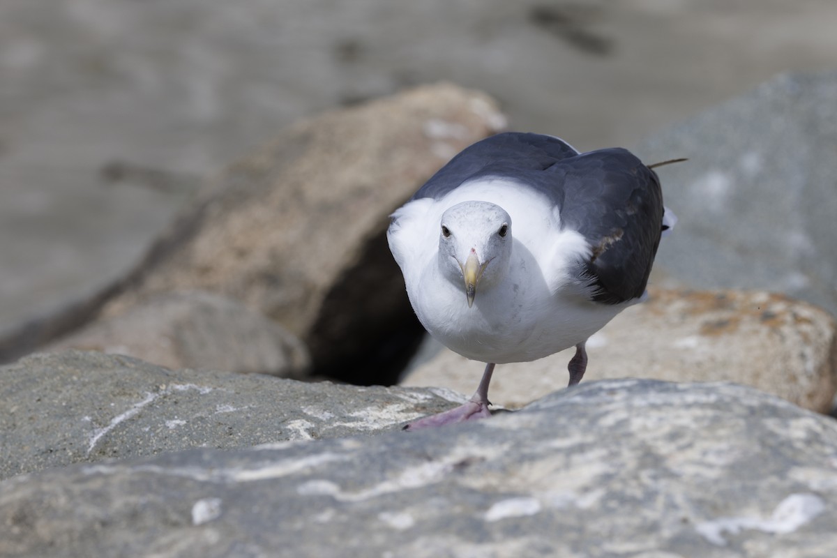 racek západní - ML646562051