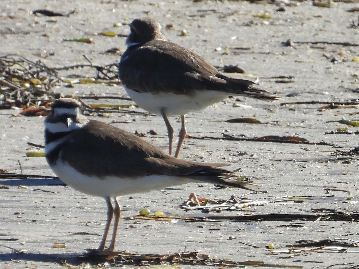 Killdeer - ML646562053