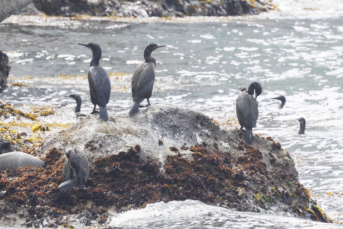 kormorán modrohrdlý - ML646562054