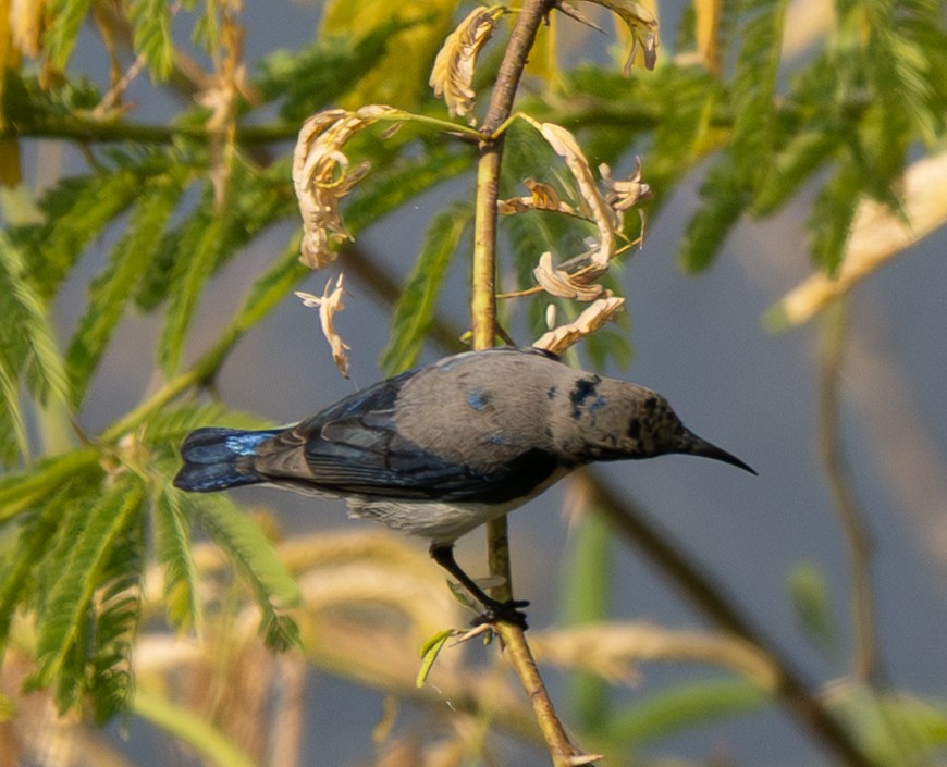 strdimil fialový - ML646562055