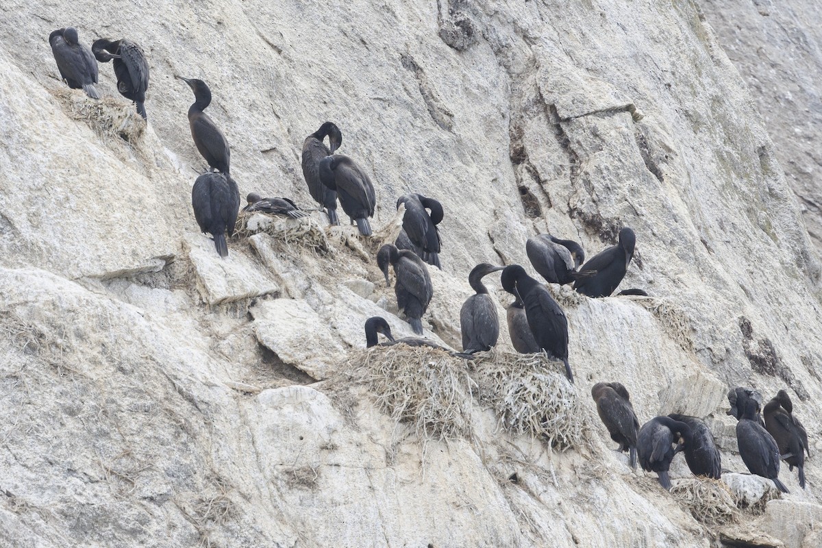 kormorán modrohrdlý - ML646562062