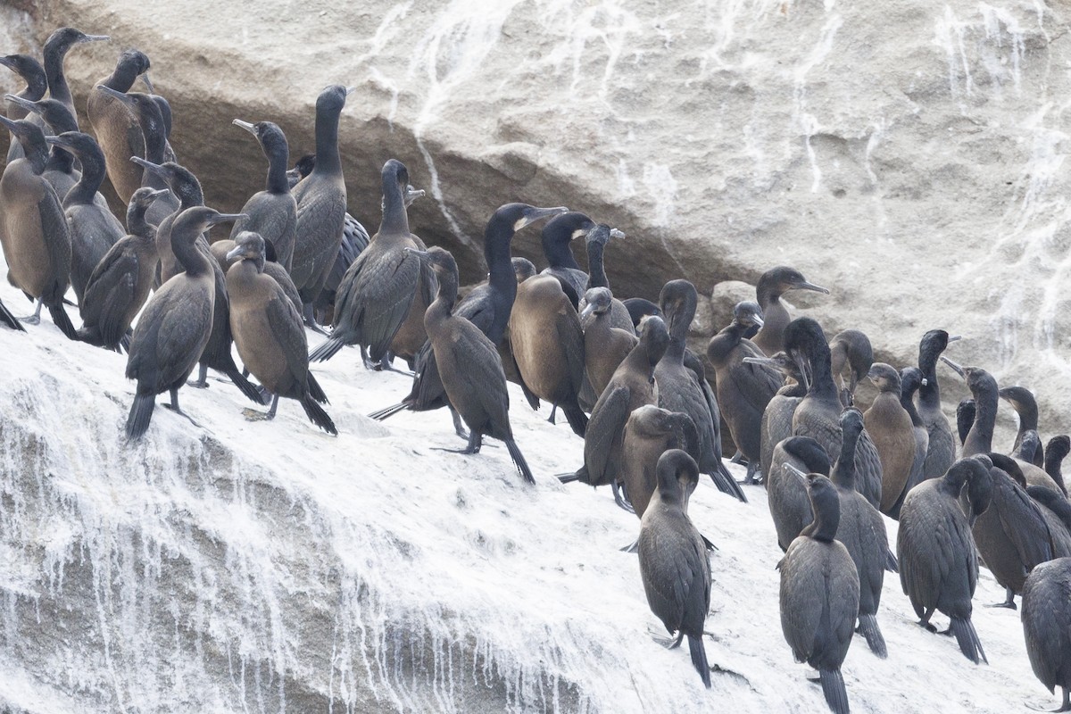 kormorán modrohrdlý - ML646562065