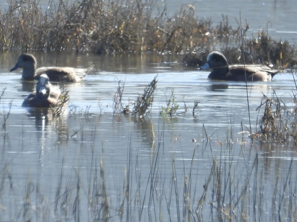 American Wigeon - ML646562067