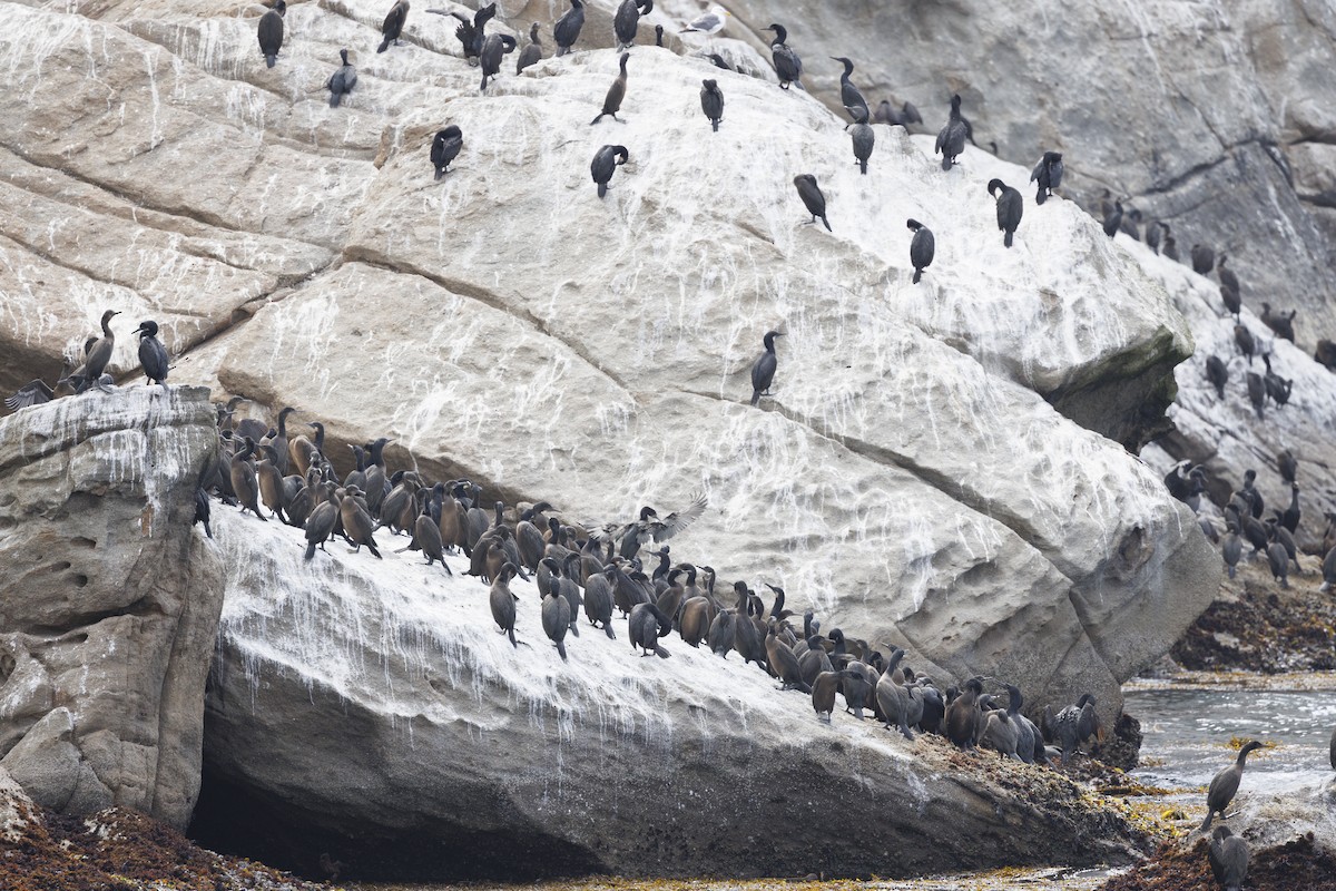 kormorán modrohrdlý - ML646562068