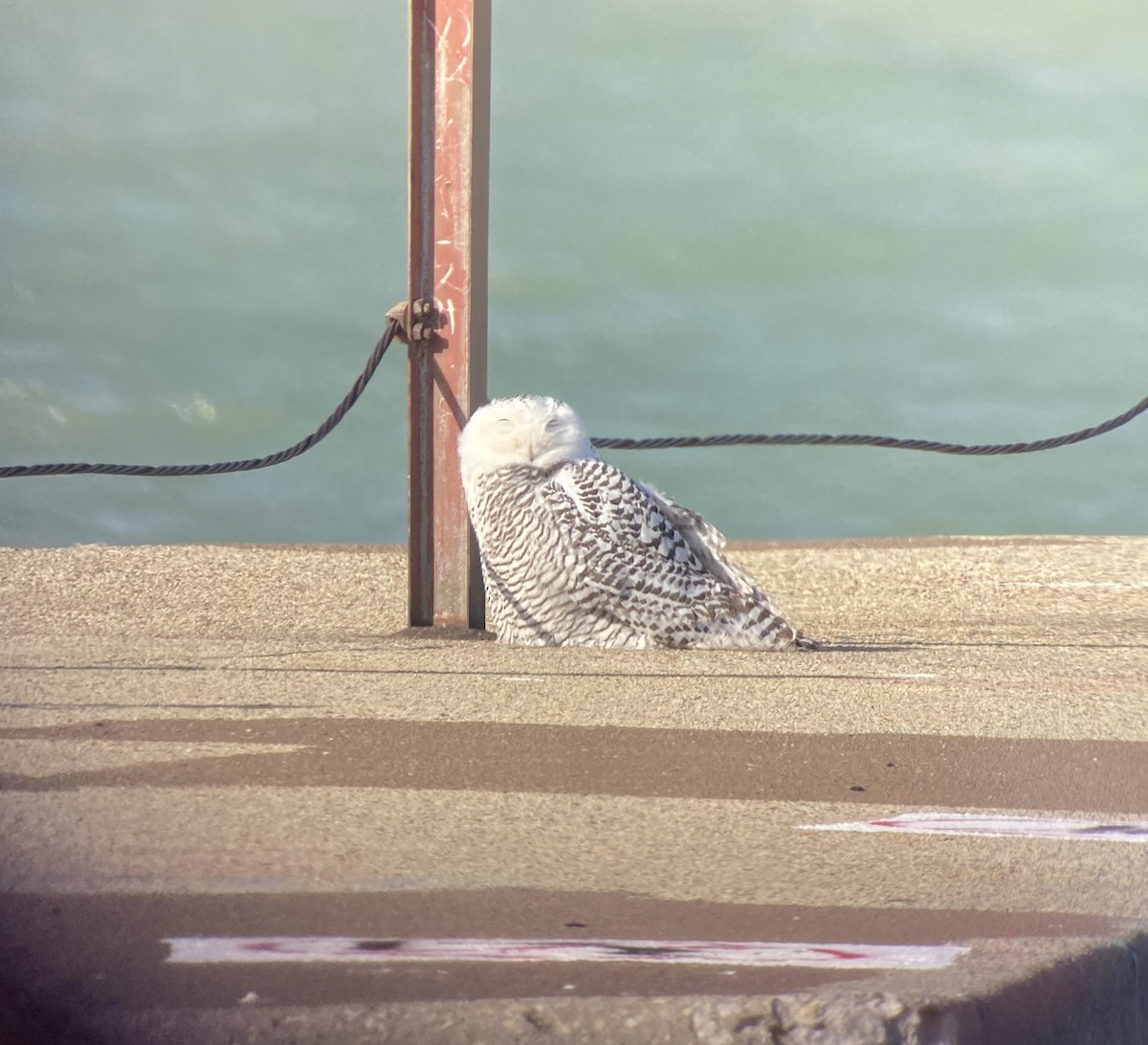 Harfang des neiges - ML646562069