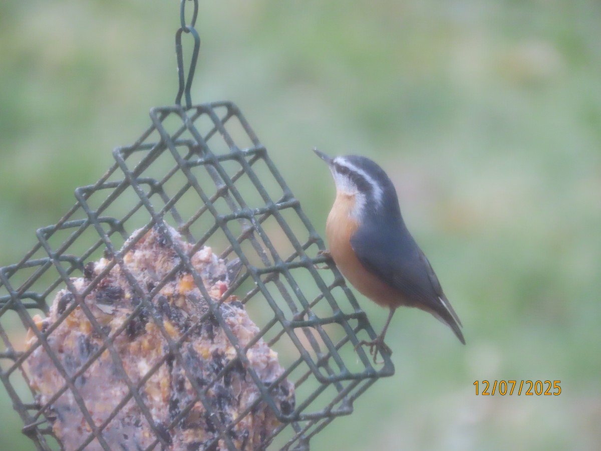 Red-breasted Nuthatch - ML646562070