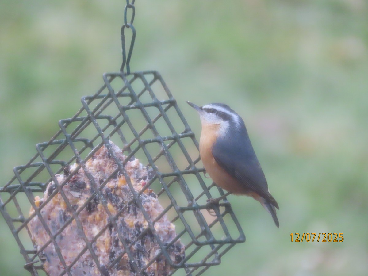 Red-breasted Nuthatch - ML646562071