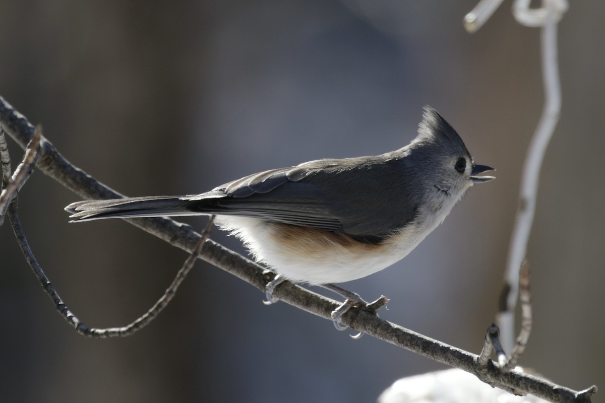 Американская гренадерка - ML646562072