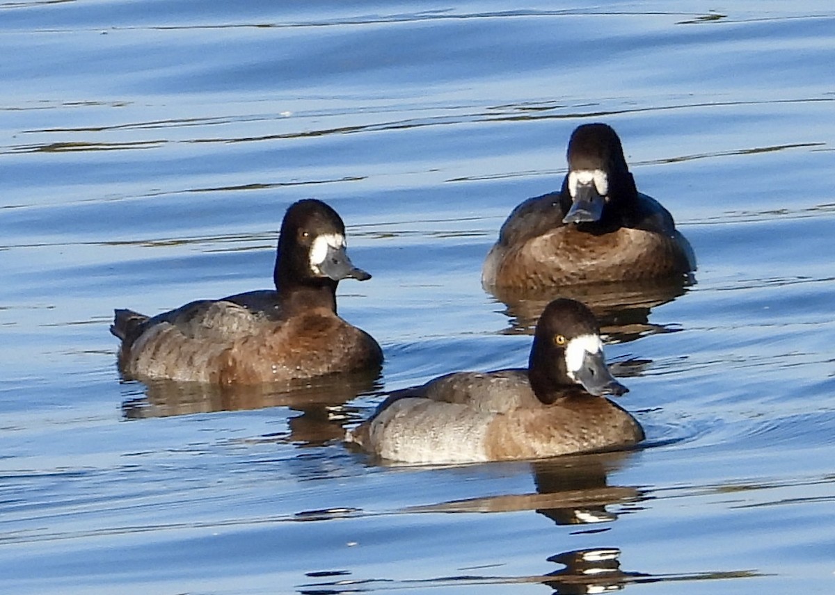 Lesser Scaup - ML646562074