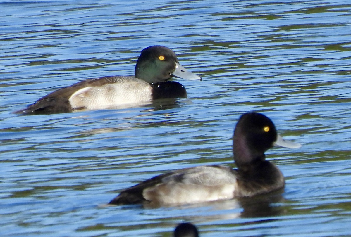 Lesser Scaup - ML646562075
