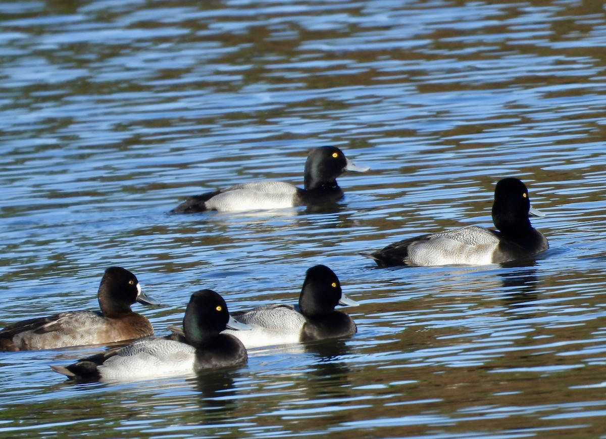 Lesser Scaup - ML646562076