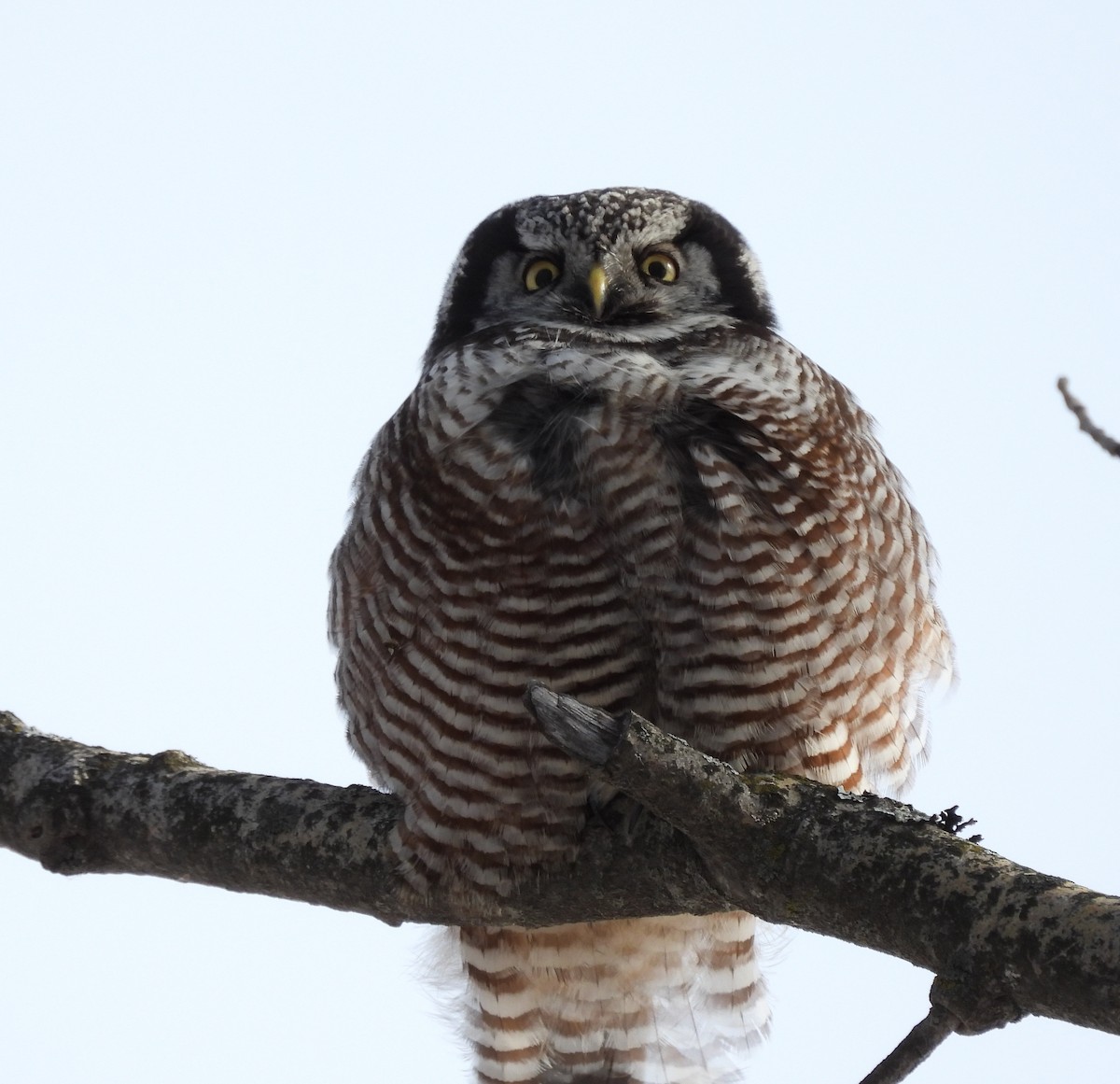 Lechuza Gavilana - ML646562077