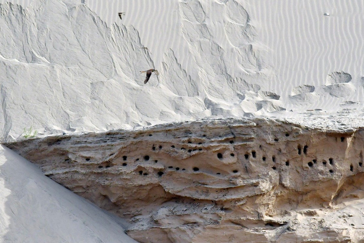 Eurasian Kestrel - ML646562079