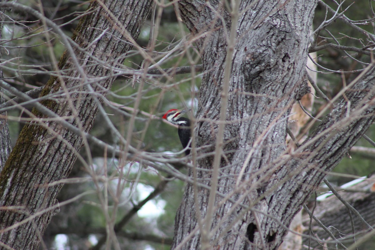 Pileated Woodpecker - ML646562080