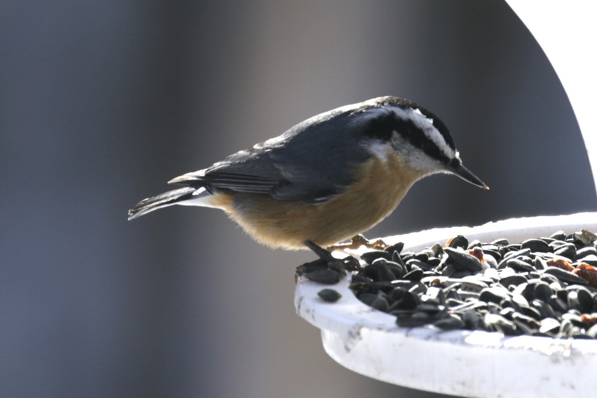 Sittelle à poitrine rousse - ML646562081
