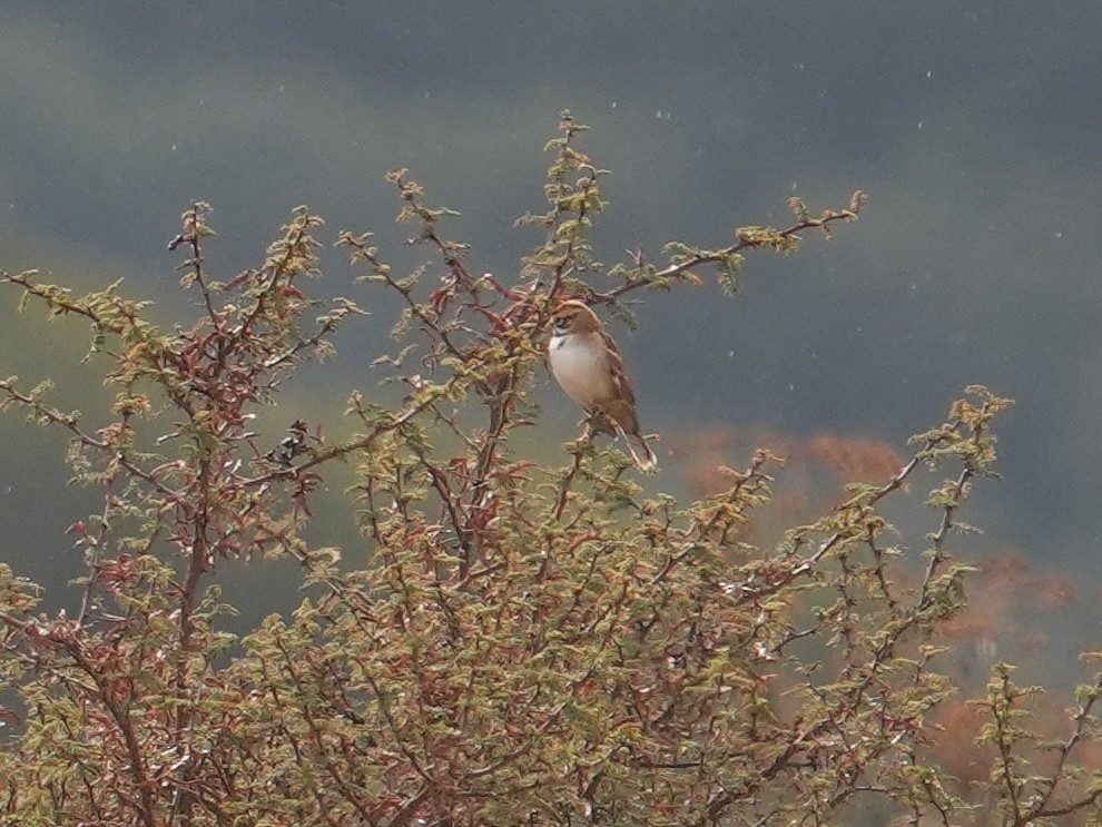 Lark Sparrow - ML646562082