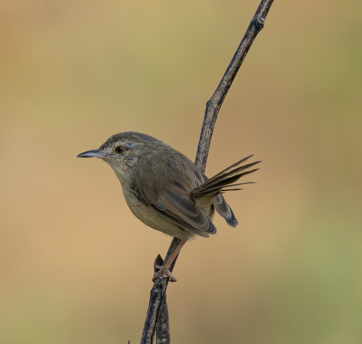 Plain Prinia - ML646562083