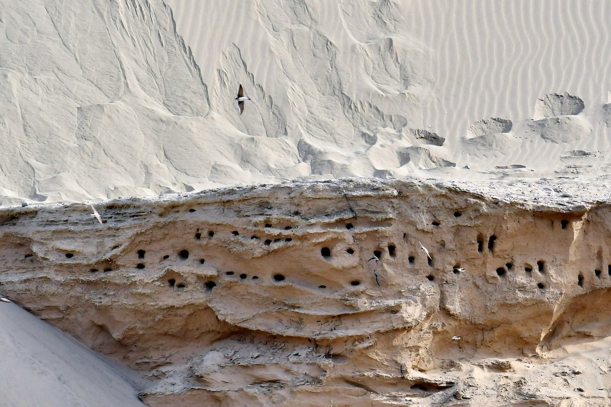 淺灰沙燕 - ML646562087