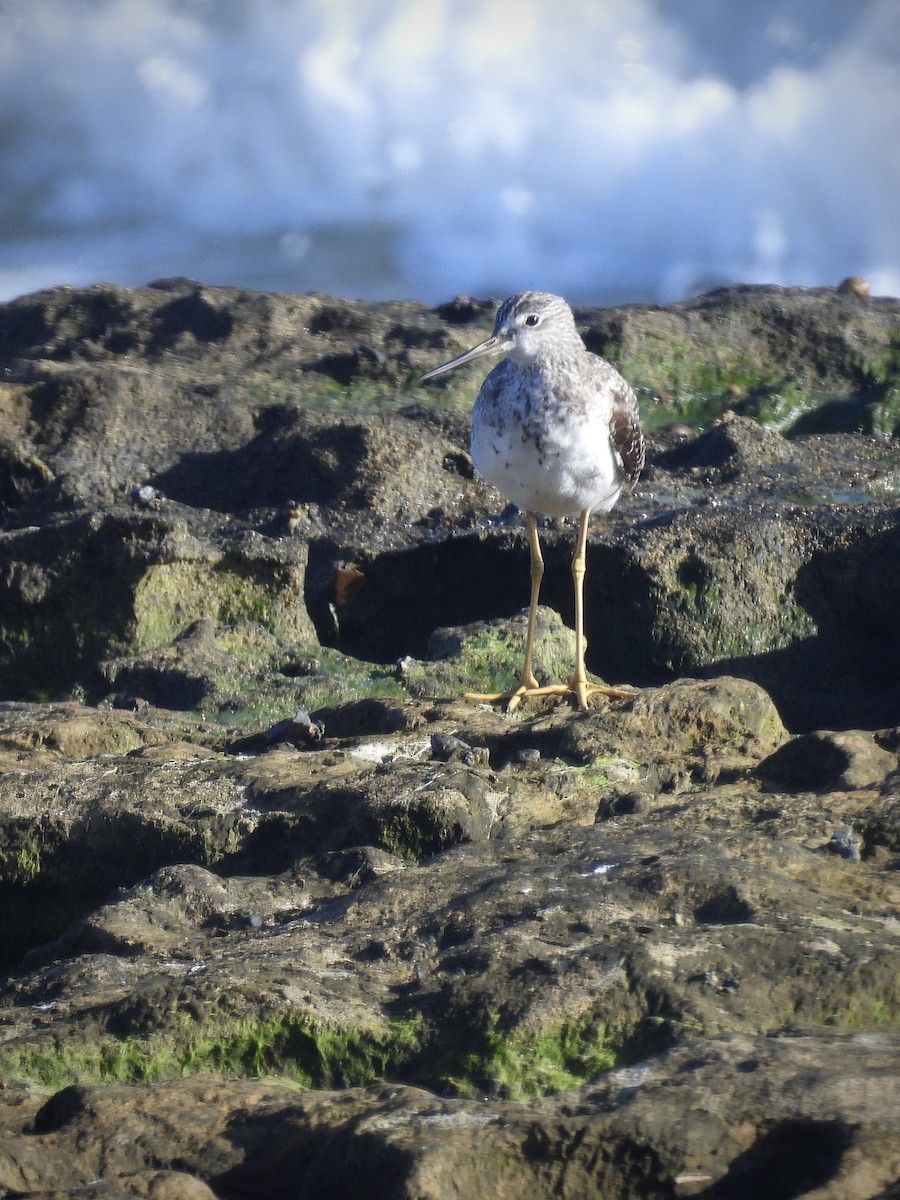 Greater Yellowlegs - ML646562088