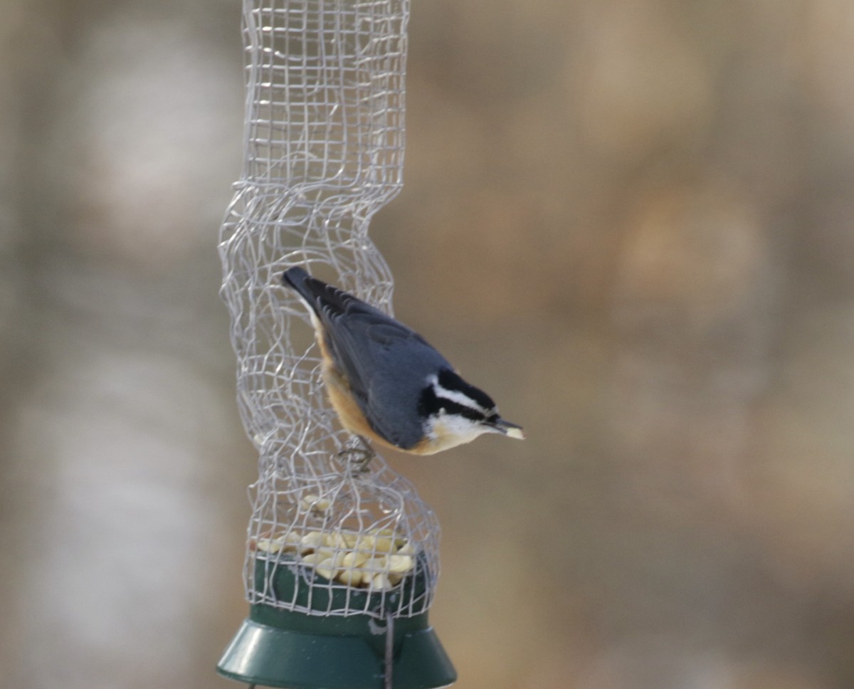 Red-breasted Nuthatch - ML646562089
