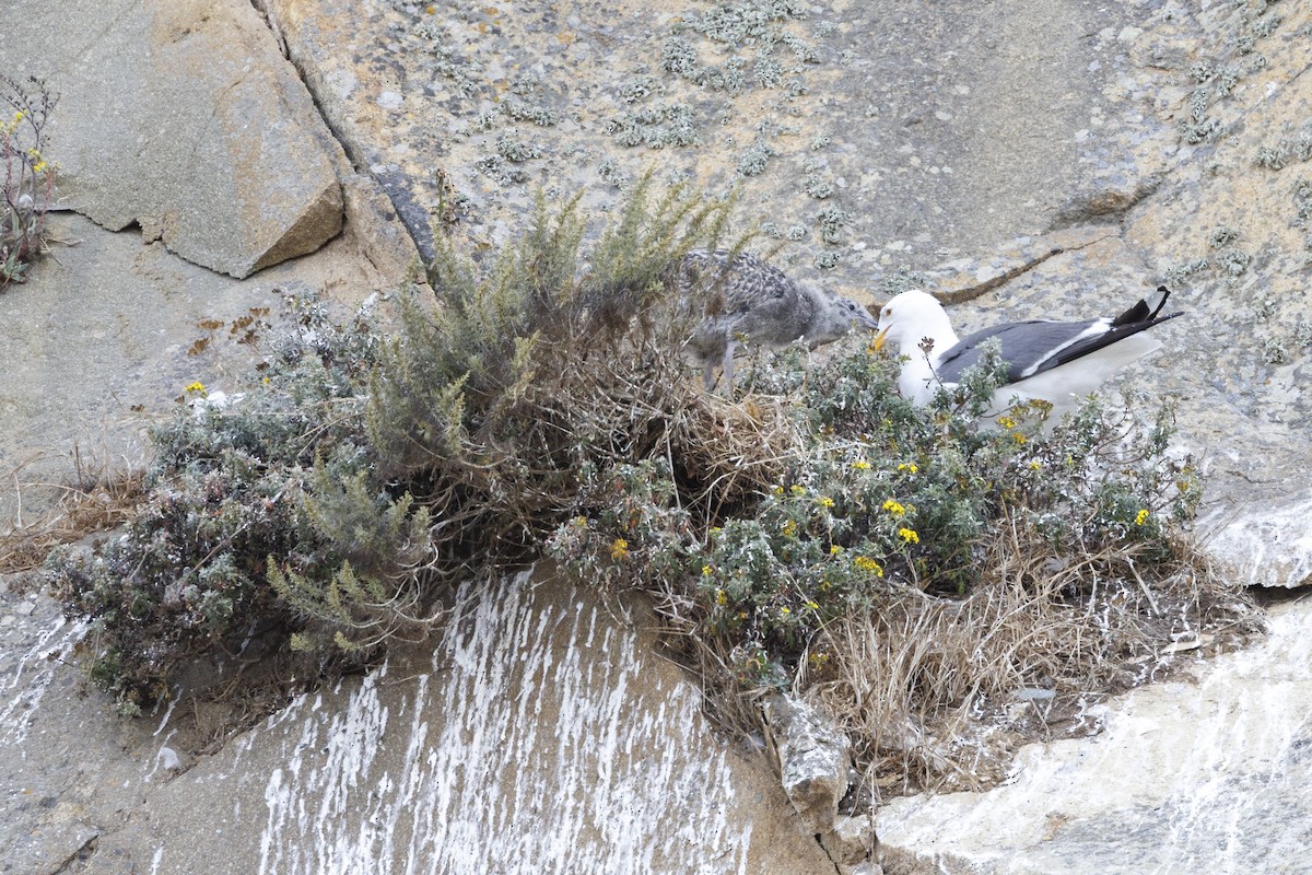 racek západní - ML646562091