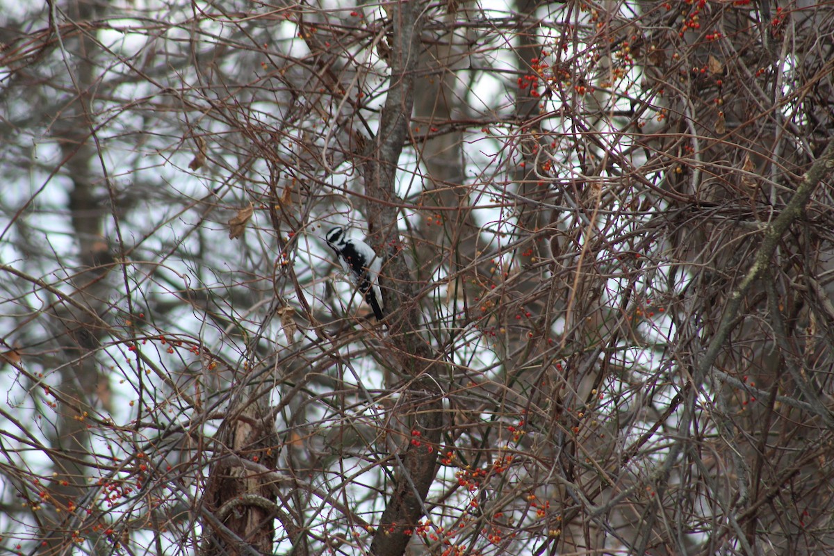Hairy Woodpecker - ML646562092