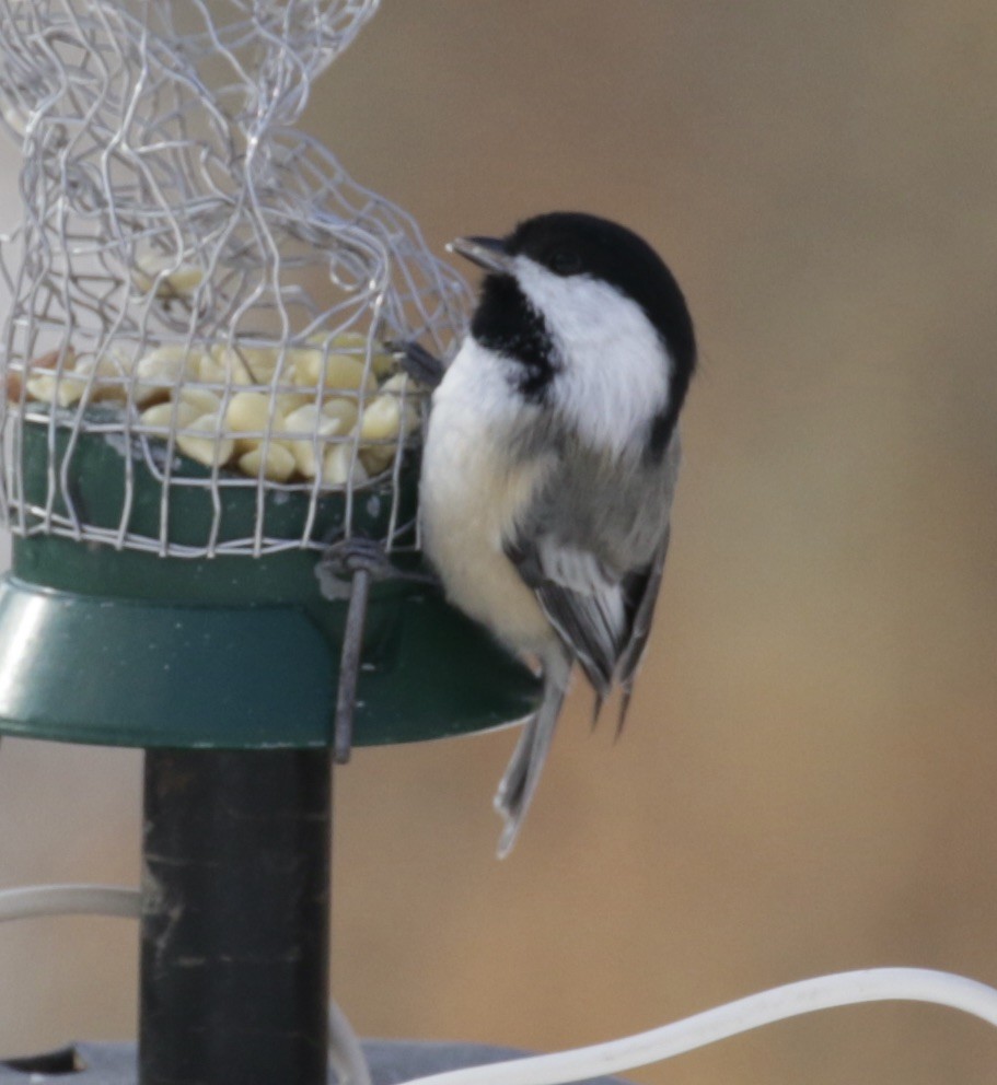Black-capped Chickadee - ML646562093