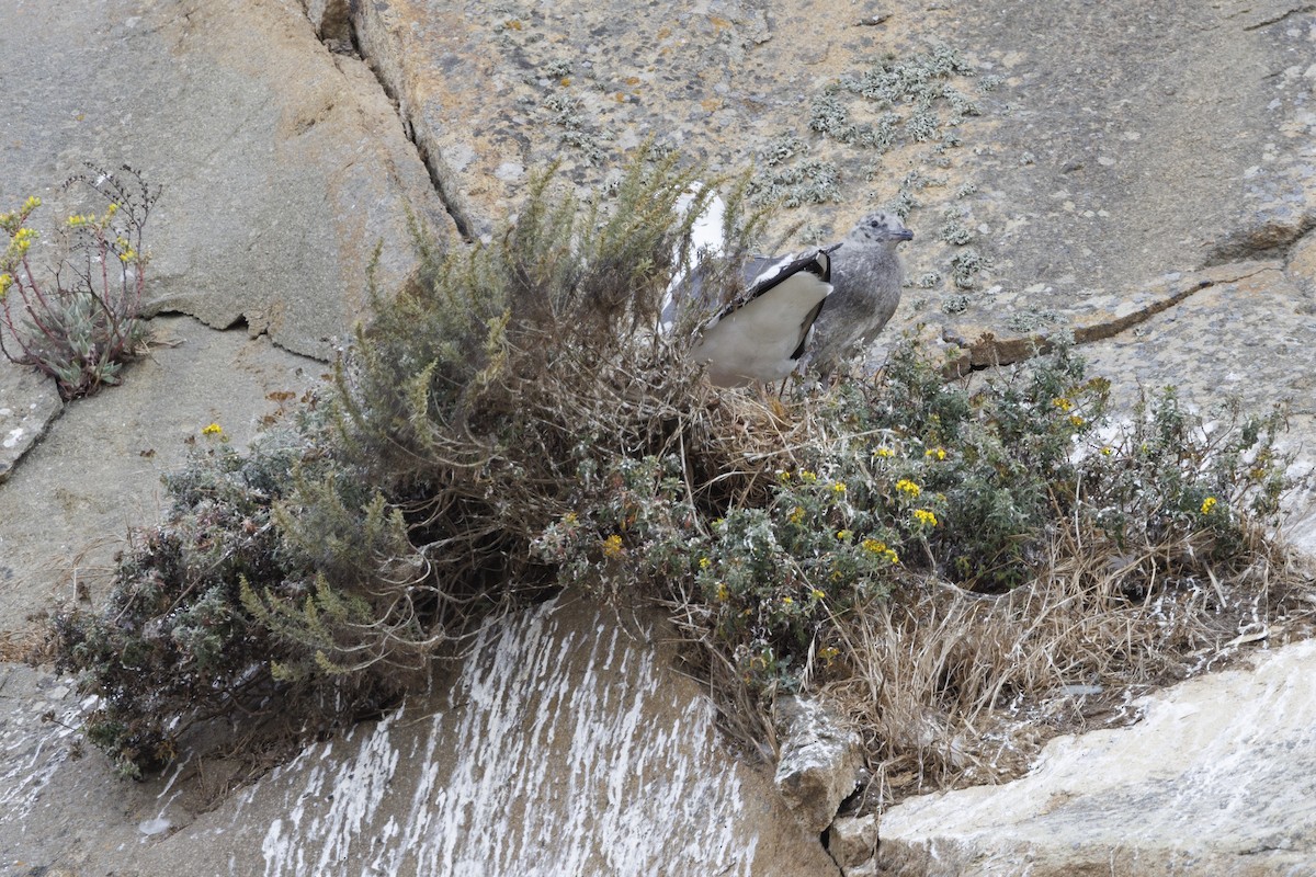 racek západní - ML646562095