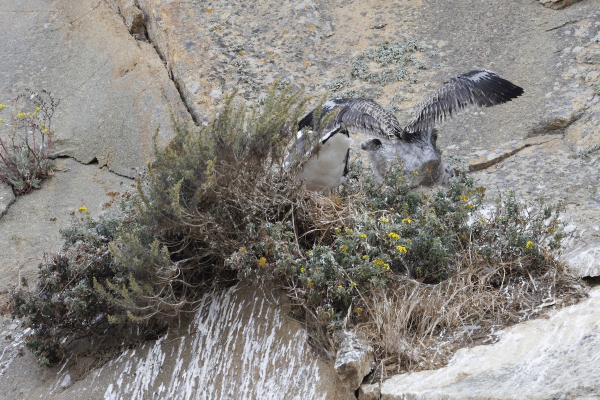 racek západní - ML646562096