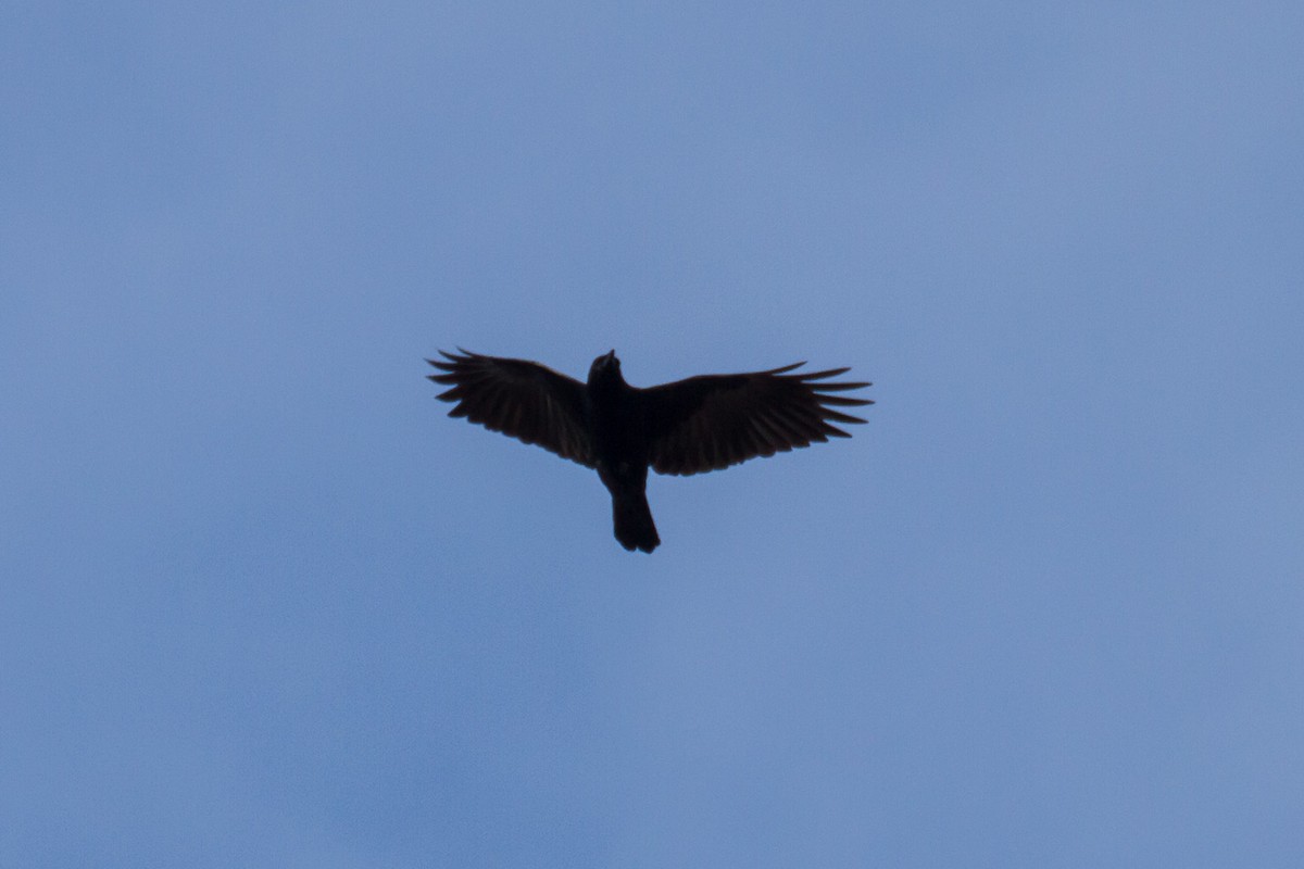 Fish Crow - ML646562097