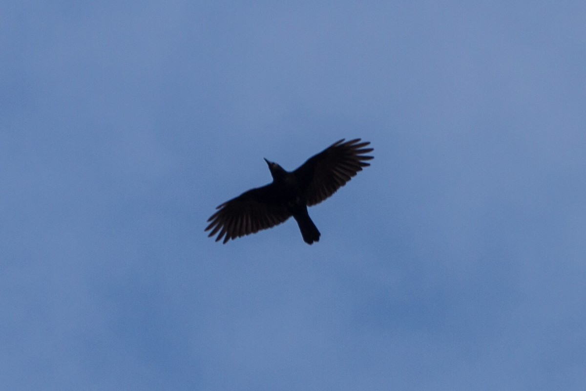 Fish Crow - ML646562098