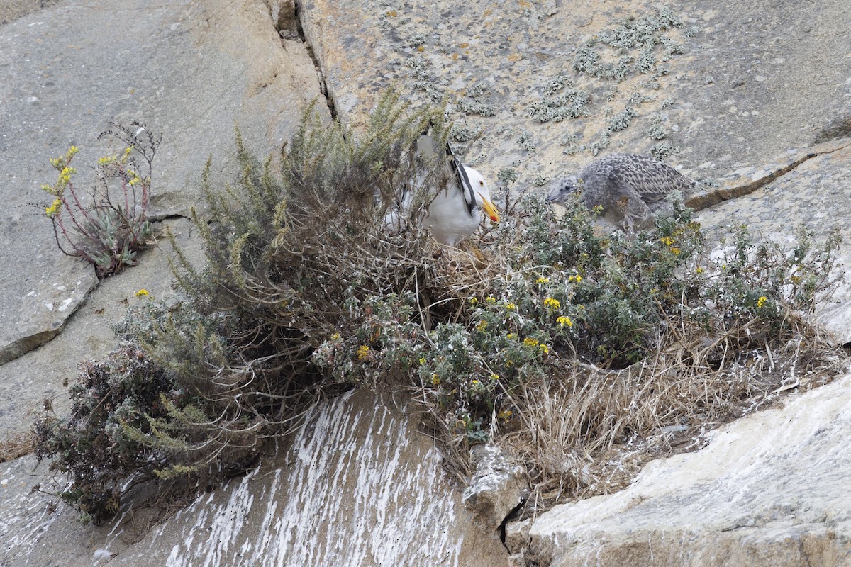 racek západní - ML646562099