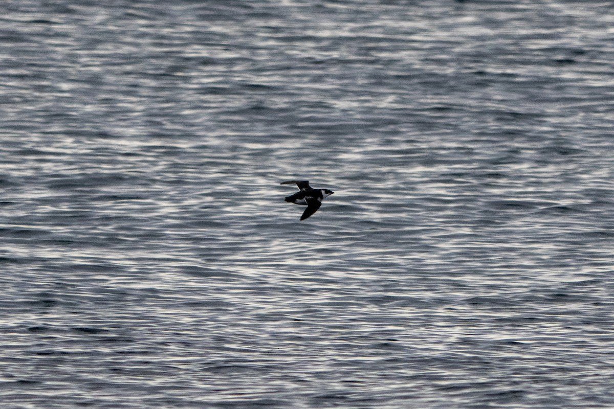 Küçük Alk - ML646562101