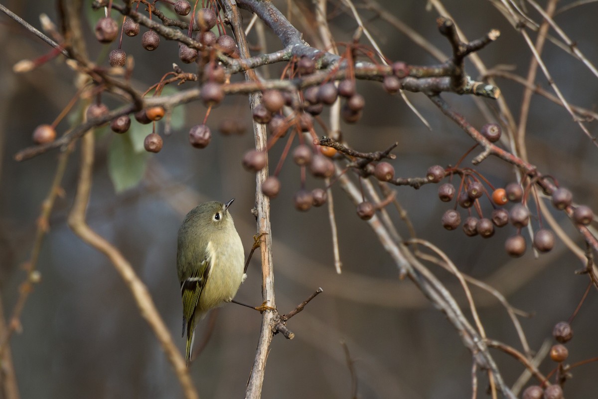 Ruby-crowned Kinglet - ML646562102