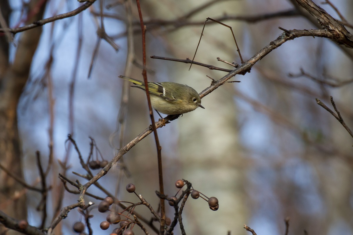 Ruby-crowned Kinglet - ML646562103