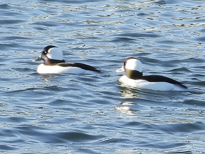 Bufflehead - ML646562106
