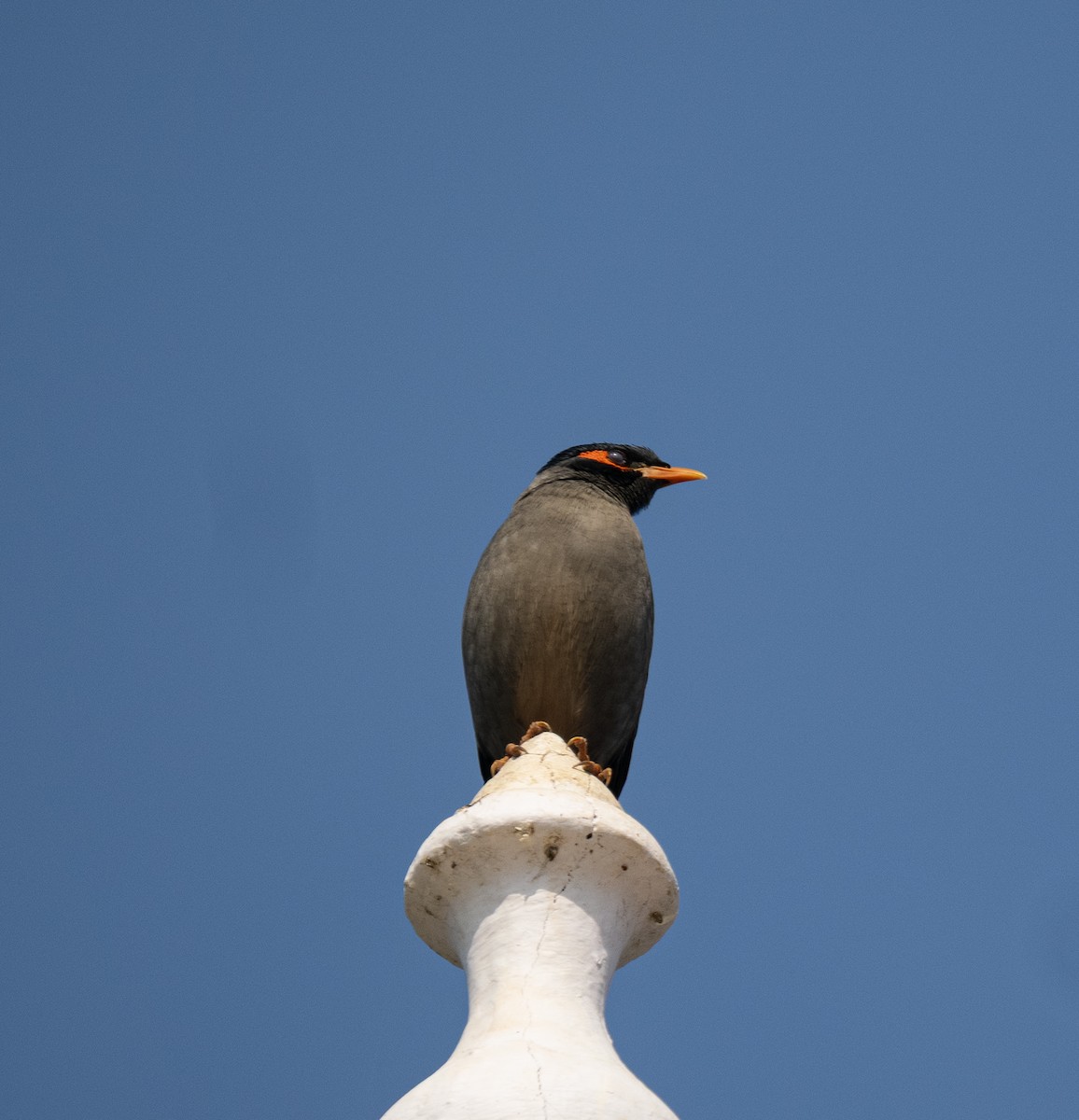 Bank Myna - ML646562107