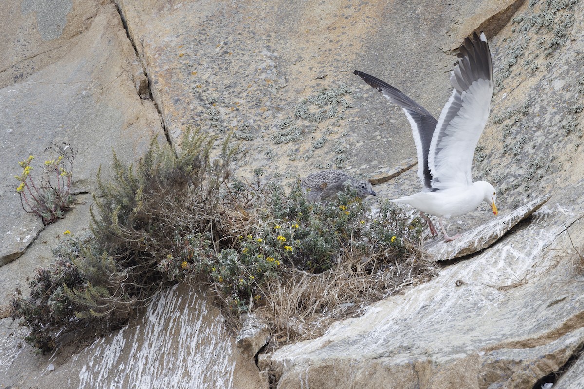 racek západní - ML646562108