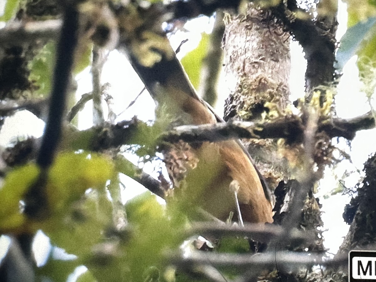 Rufous-crested Tanager - ML646562109