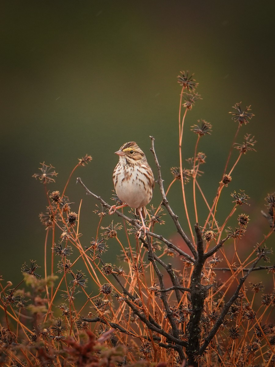 Savannah Sparrow - ML646562111