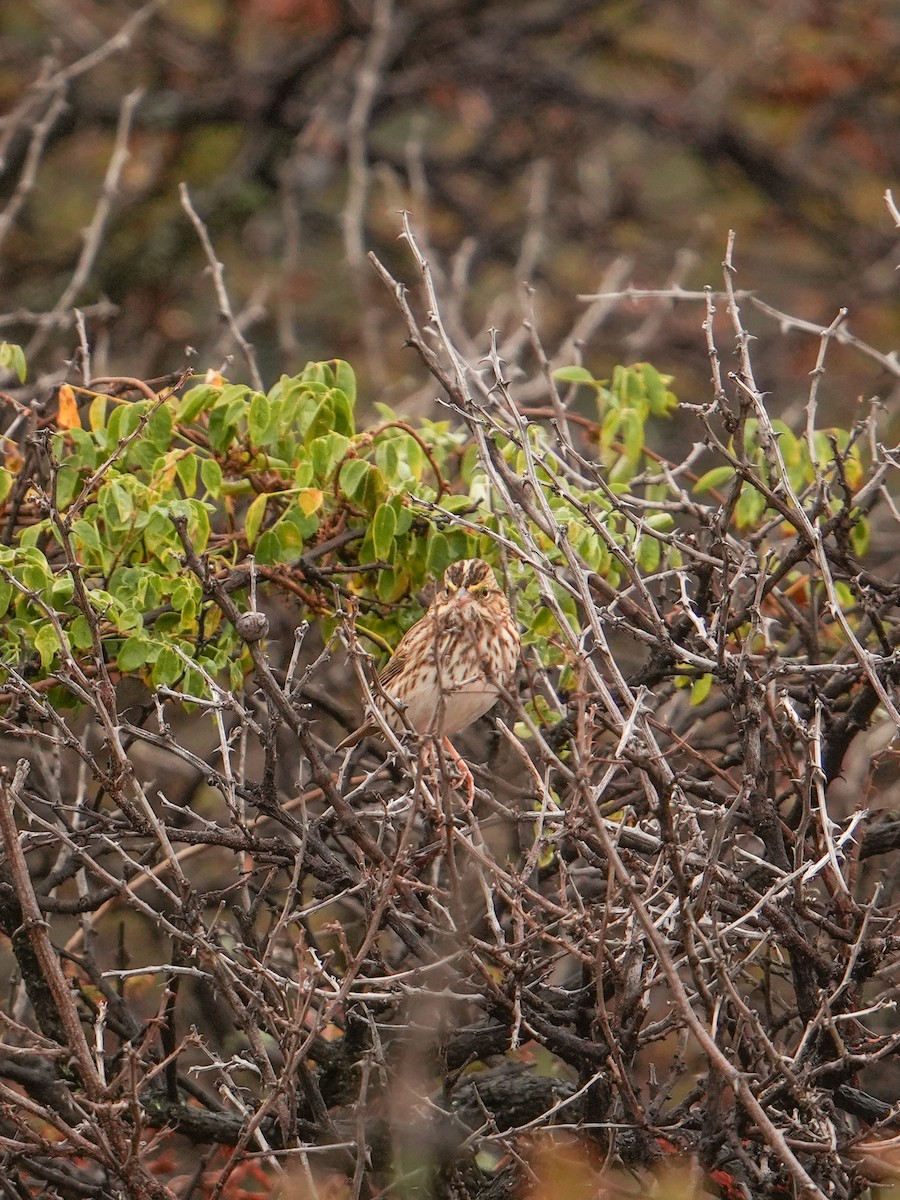 Savannah Sparrow - ML646562112
