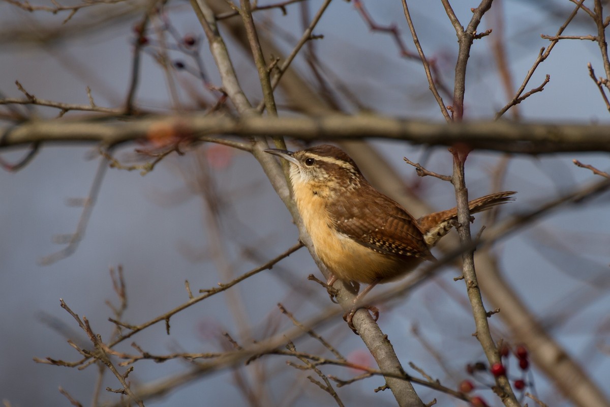 Carolina Wren - ML646562113
